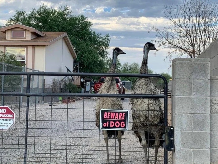 ''Dangerous'' Dogs (17 pics) ''Dangerous'' Dogs (17 pics)