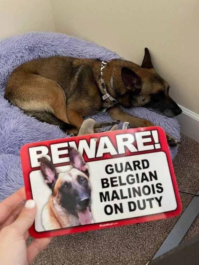 ''Dangerous'' Dogs (17 pics) ''Dangerous'' Dogs (17 pics)