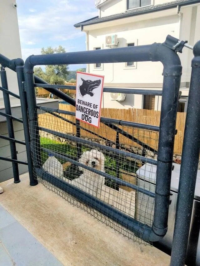 ''Dangerous'' Dogs (17 pics) ''Dangerous'' Dogs (17 pics)