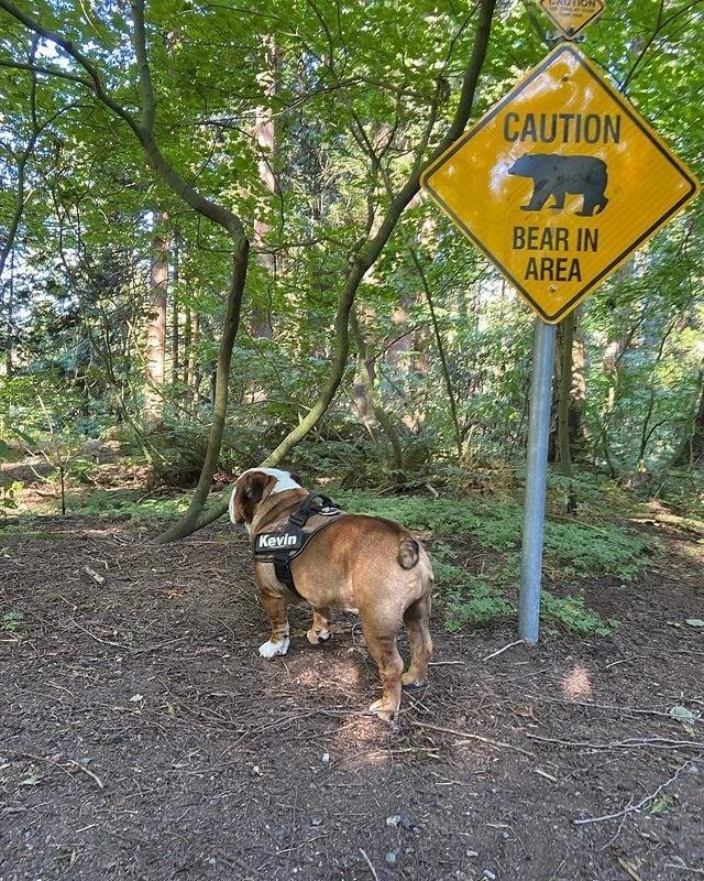 ''Dangerous'' Dogs (17 pics) ''Dangerous'' Dogs (17 pics)