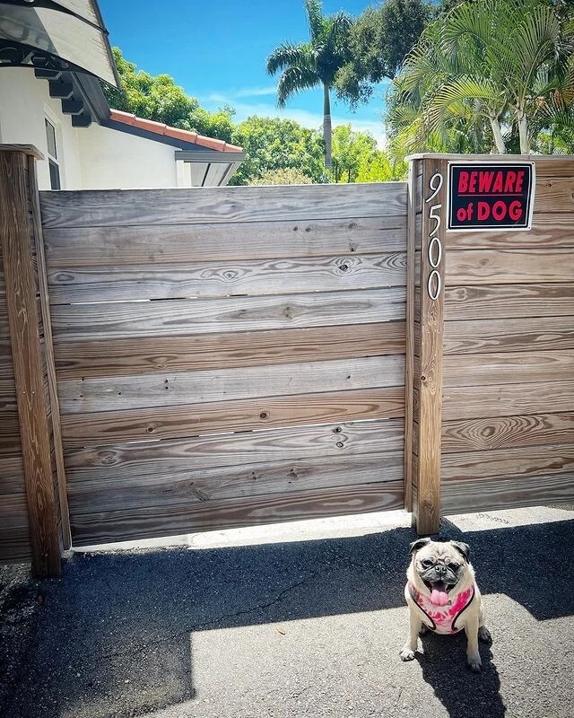 ''Dangerous'' Dogs (17 pics) ''Dangerous'' Dogs (17 pics)