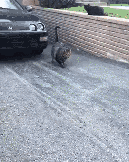 Acid GIFs, December 12 (25 gifs)