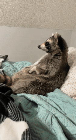 Acid GIFs, December 15 (25 gifs)