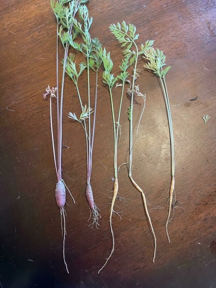 Unsuccessful Harvest (25 pics) Unsuccessful Harvest (25 pics)