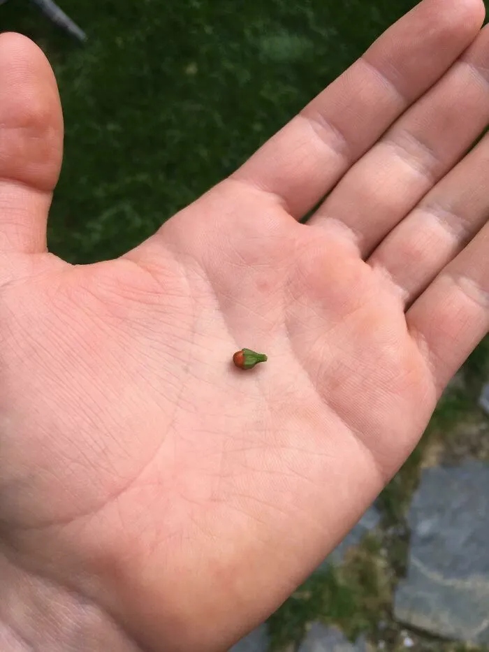 Unsuccessful Harvest (25 pics) Unsuccessful Harvest (25 pics)