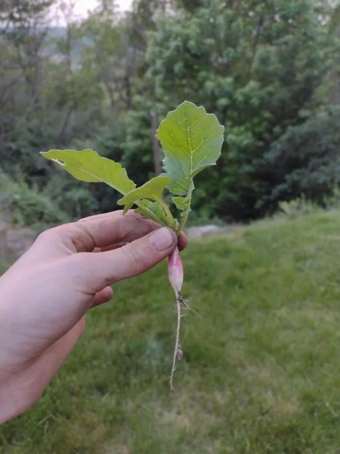 Unsuccessful Harvest (25 pics) Unsuccessful Harvest (25 pics)