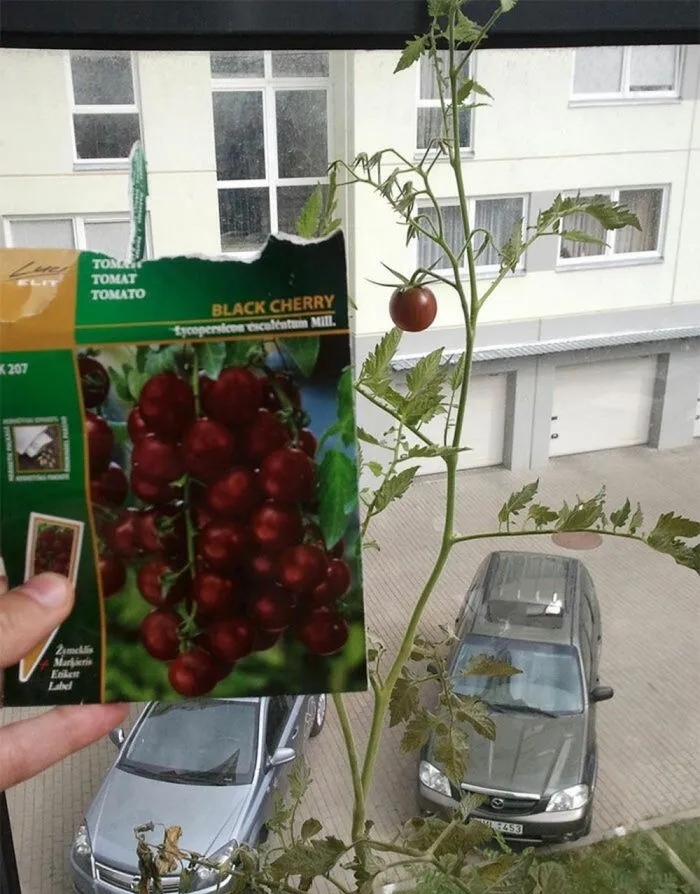 Unsuccessful Harvest (25 pics) Unsuccessful Harvest (25 pics)