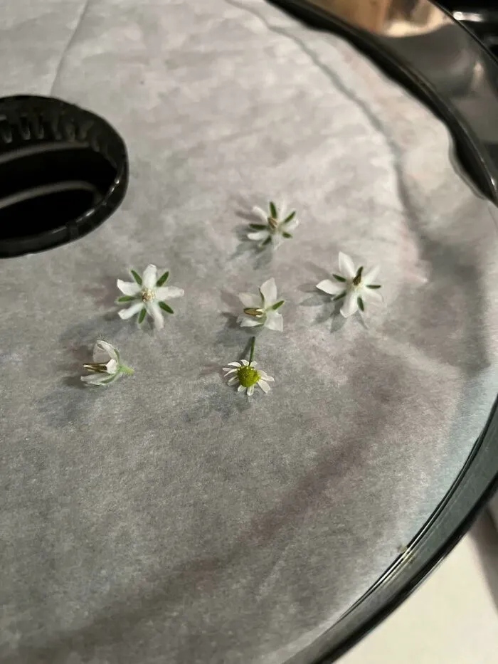 Unsuccessful Harvest (25 pics) Unsuccessful Harvest (25 pics)