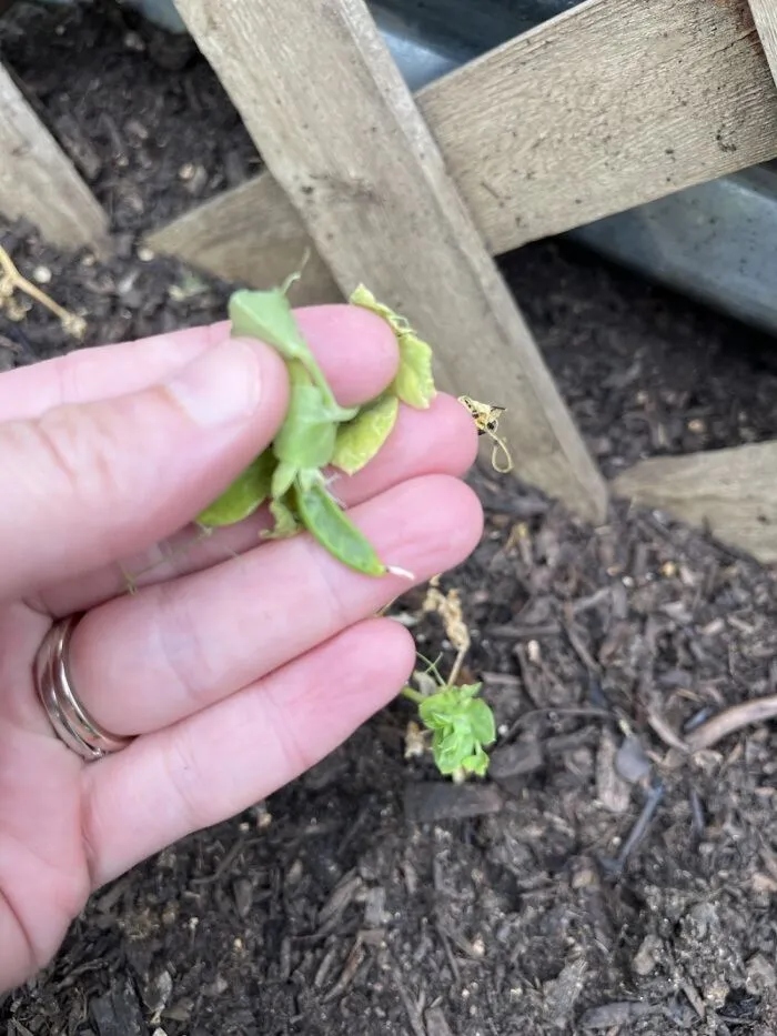 Unsuccessful Harvest (25 pics) Unsuccessful Harvest (25 pics)