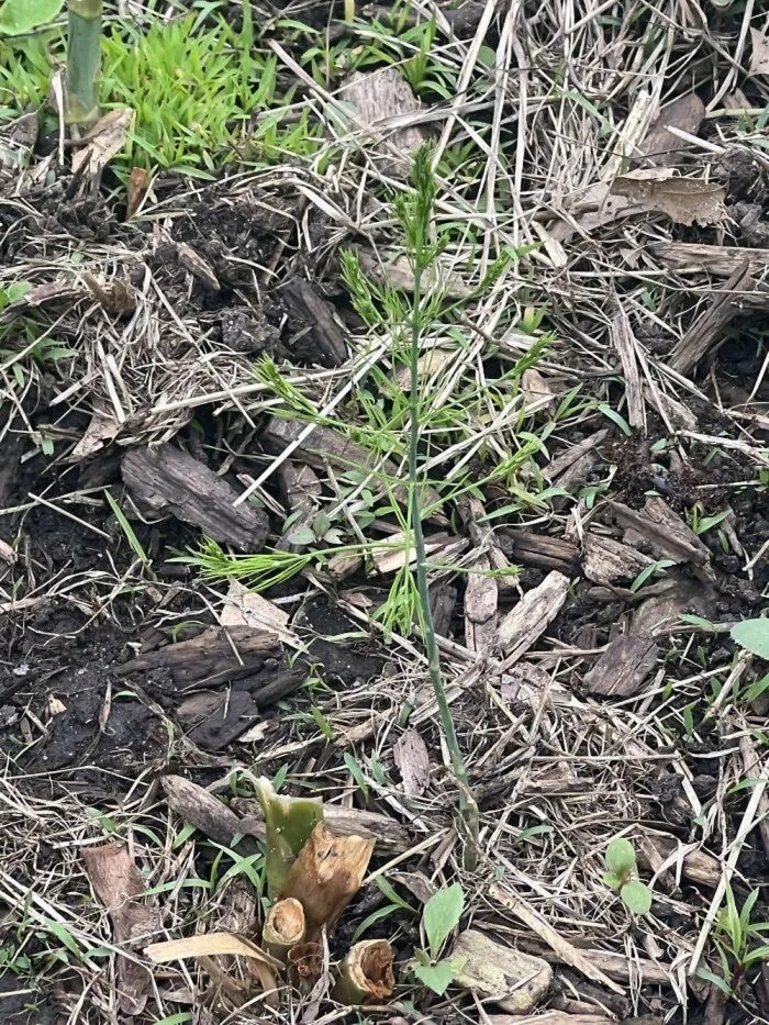 Unsuccessful Harvest (25 pics) Unsuccessful Harvest (25 pics)