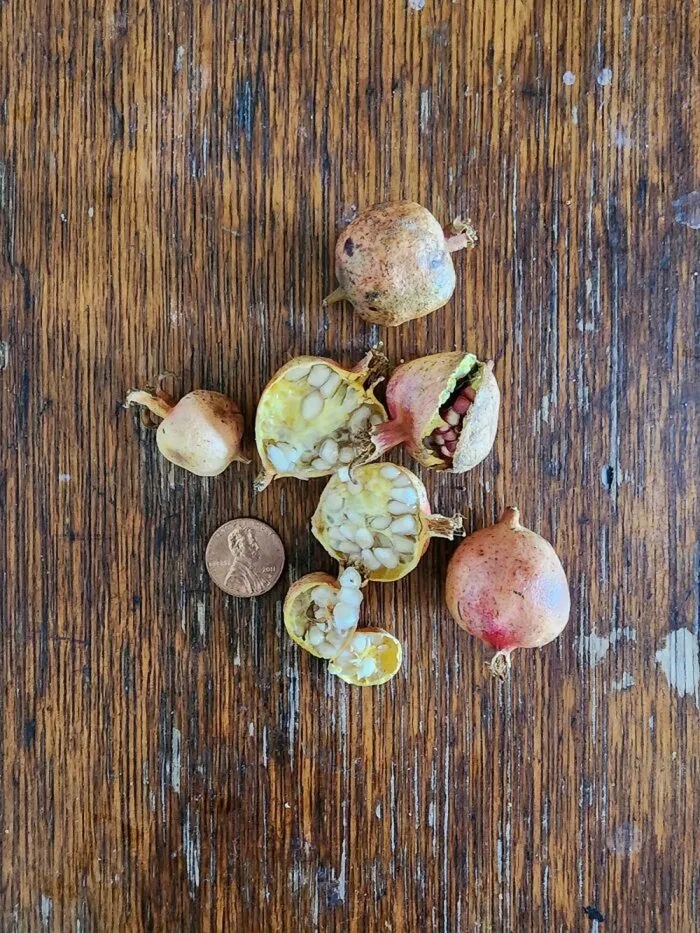 Unsuccessful Harvest (25 pics) Unsuccessful Harvest (25 pics)