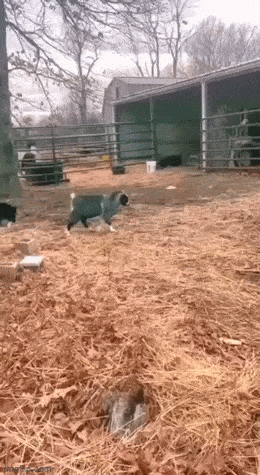 Acid GIFs, December 17 (25 gifs)