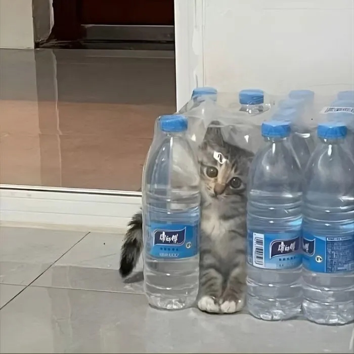 Funny Cats (15 pics) Funny Cats (15 pics)