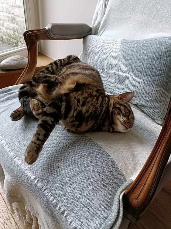 Funny Cats (15 pics) Funny Cats (15 pics)