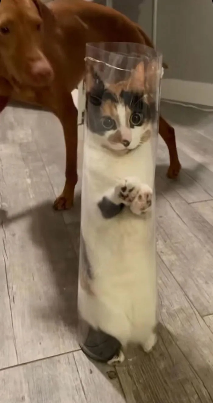 Funny Cats (15 pics) Funny Cats (15 pics)