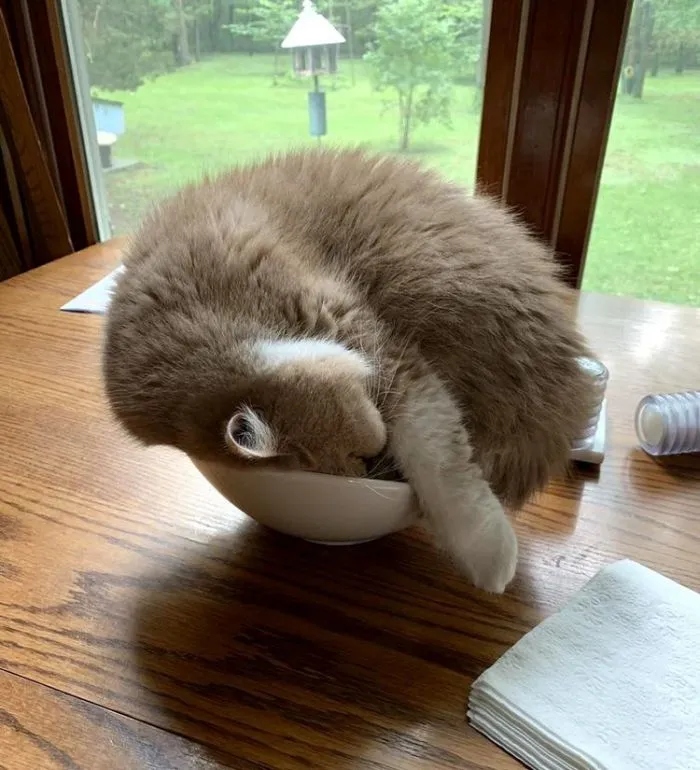 Funny Cats (15 pics) Funny Cats (15 pics)