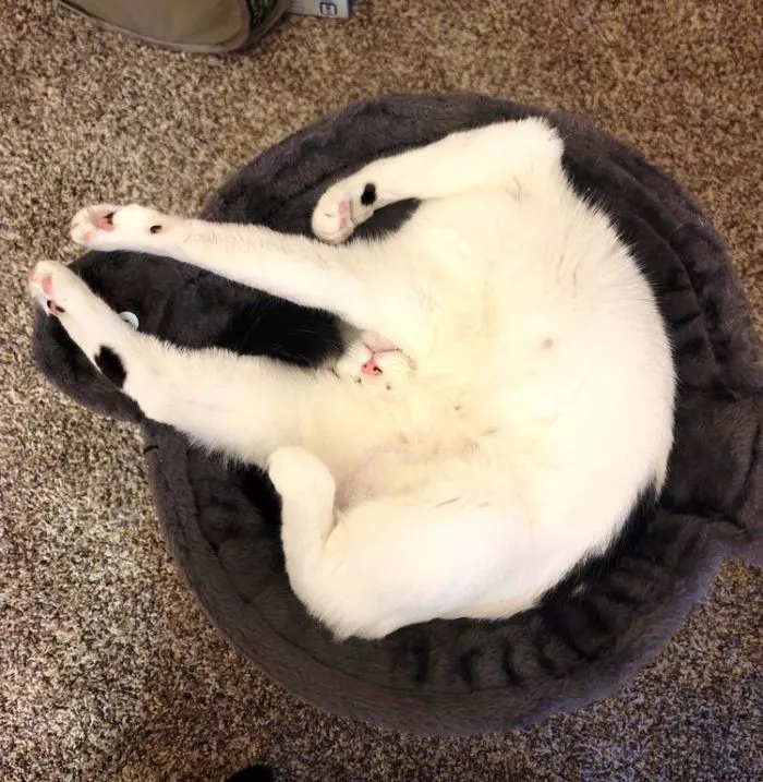 Funny Cats (15 pics) Funny Cats (15 pics)