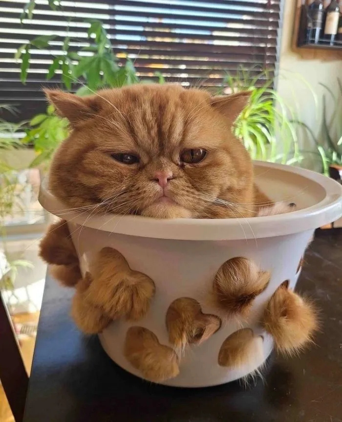 Funny Cats (15 pics) Funny Cats (15 pics)