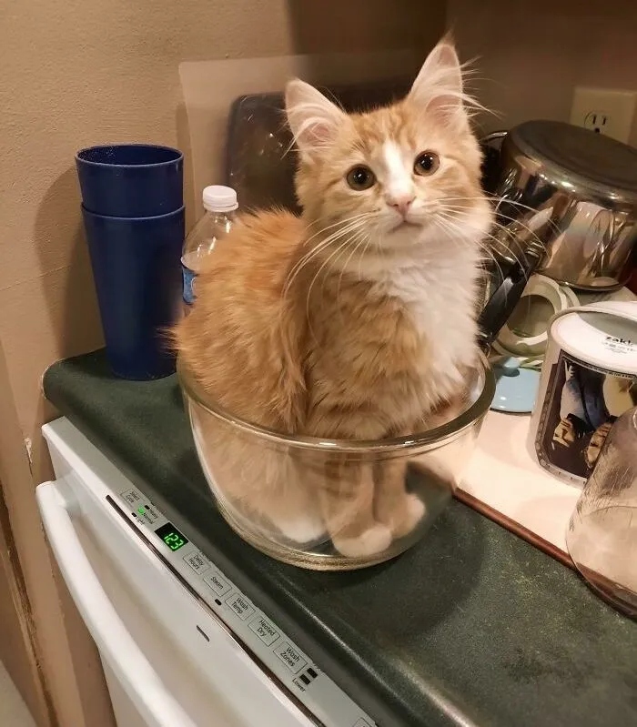 Funny Cats (15 pics) Funny Cats (15 pics)