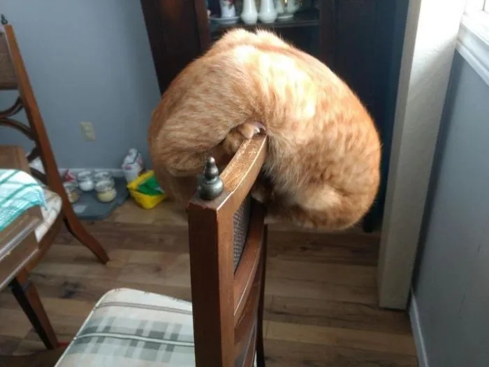 Funny Cats (15 pics) Funny Cats (15 pics)