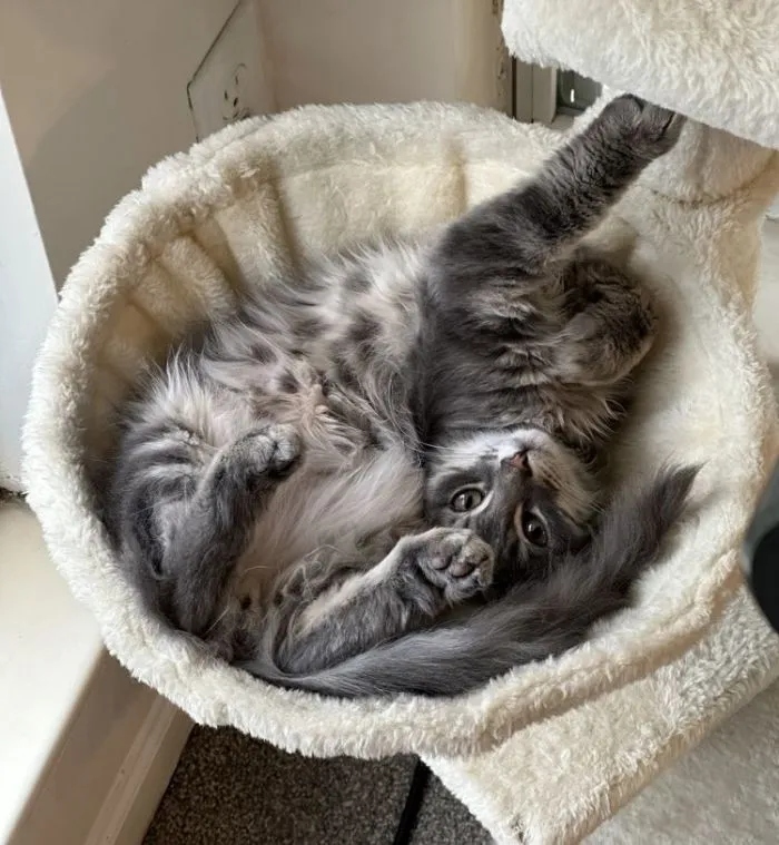 Funny Cats (15 pics) Funny Cats (15 pics)