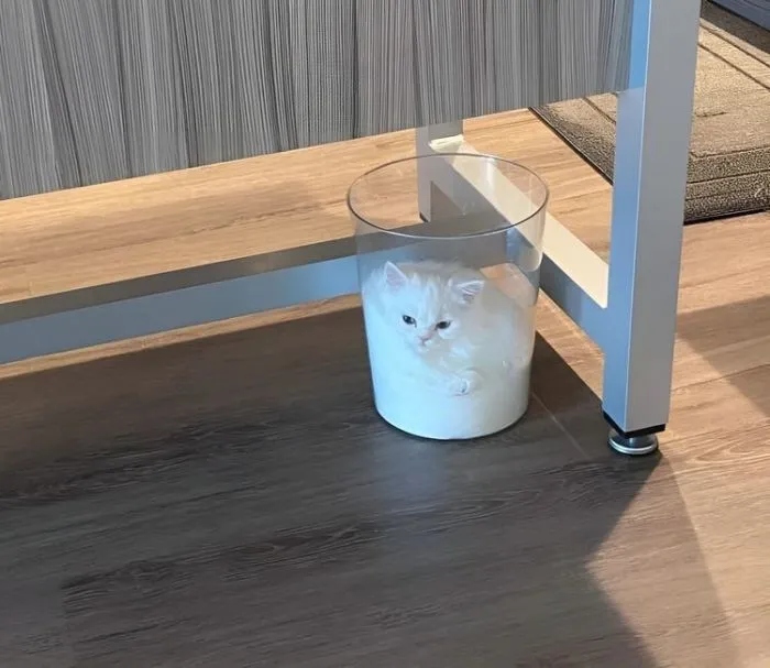 Funny Cats (15 pics) Funny Cats (15 pics)