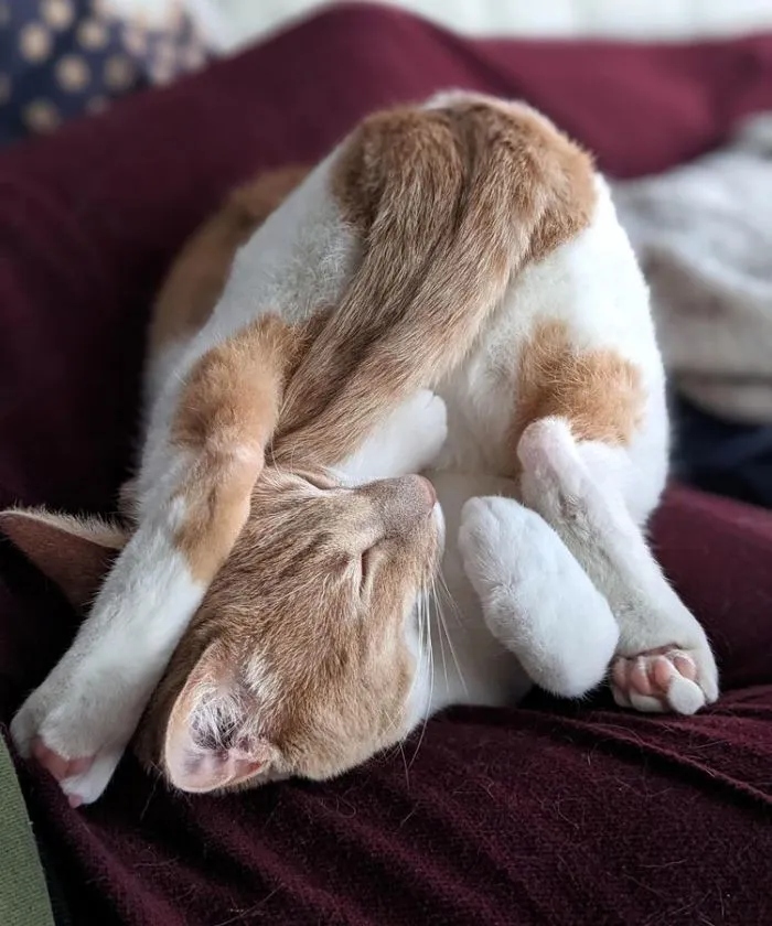 Funny Cats (15 pics) Funny Cats (15 pics)