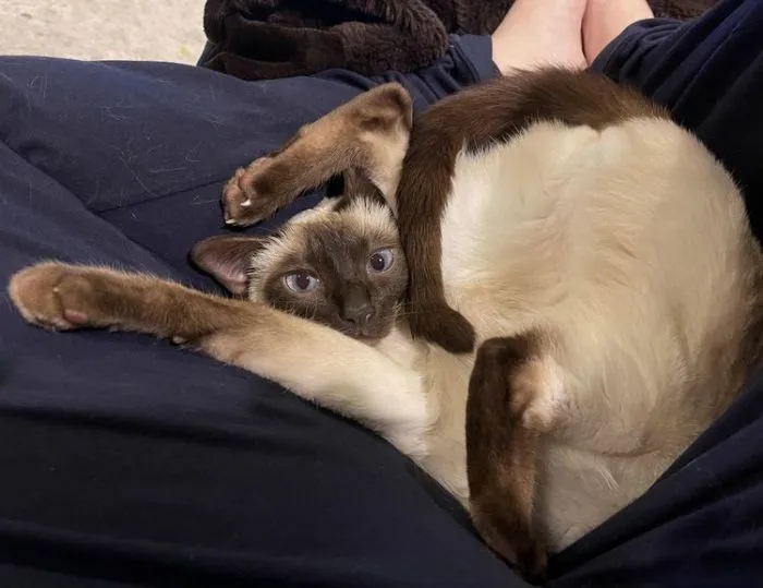 Funny Cats (15 pics) Funny Cats (15 pics)