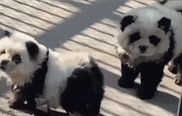 Acid GIFs, December 18 (25 gifs)