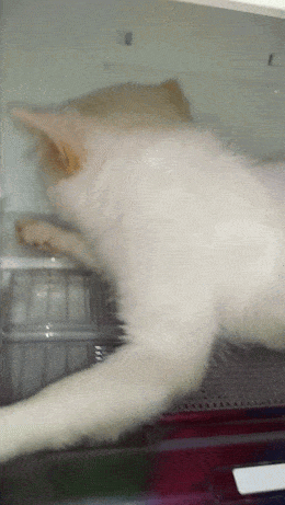 Acid GIFs, December 18 (25 gifs)