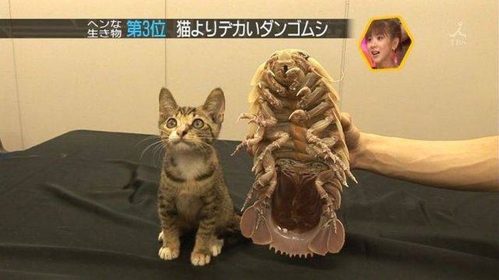 Daily Pictures. Part 1 (63 pics)