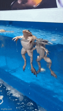 Acid GIFs, December 19 (25 gifs)