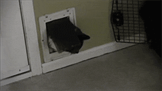 Acid GIFs, December 19 (25 gifs)