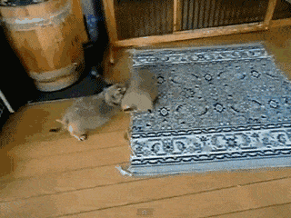 Acid GIFs, December 19 (25 gifs)