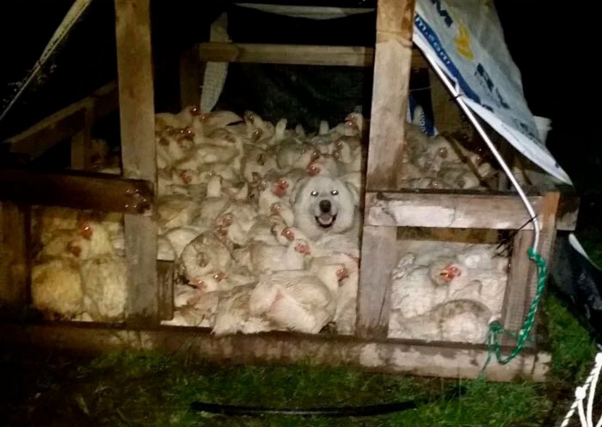 Perfect Camouflage (25 pics)