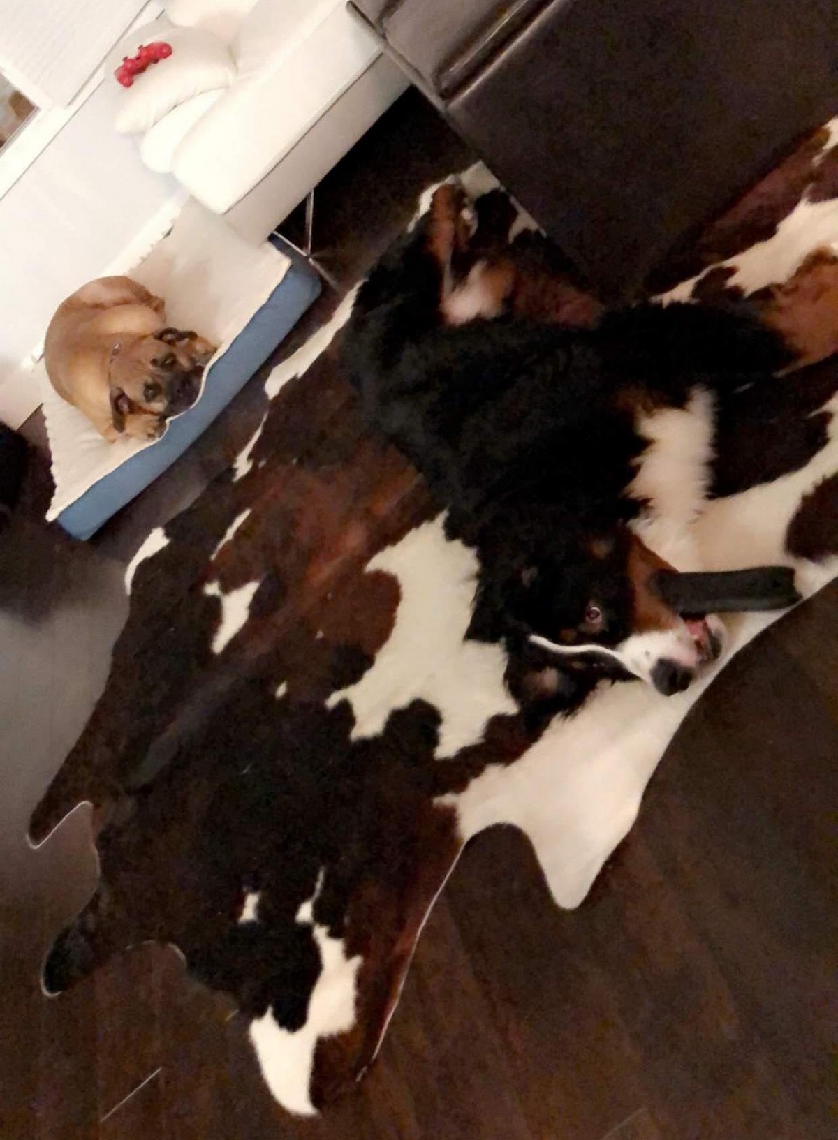 Perfect Camouflage (25 pics)