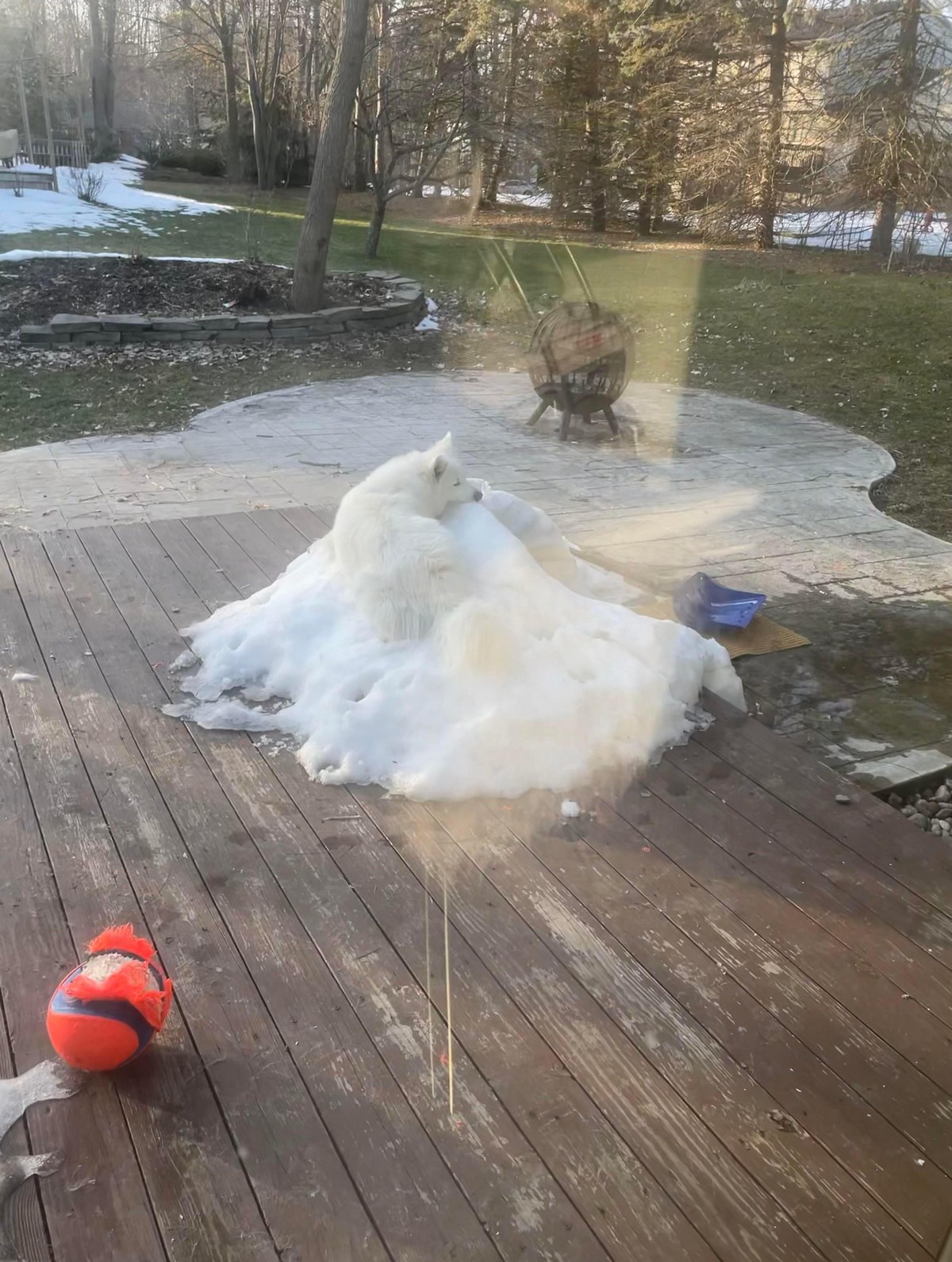 Perfect Camouflage (25 pics)