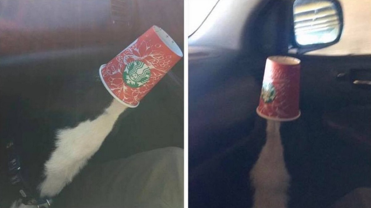 Perfect Camouflage (25 pics)