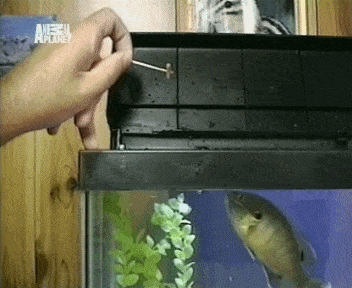 Acid GIFs, December 22 (25 gifs)