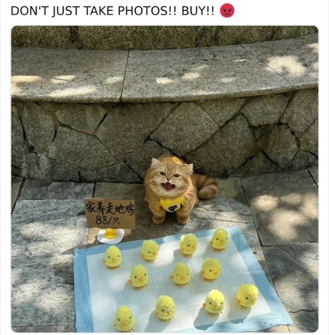 Jokes And Photos For Cats Lovers (33 pics)