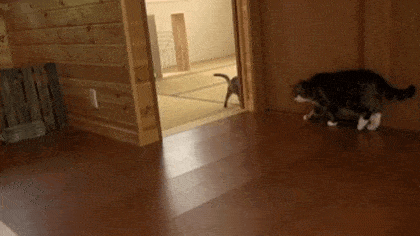 Acid GIFs, December 23 (25 gifs)