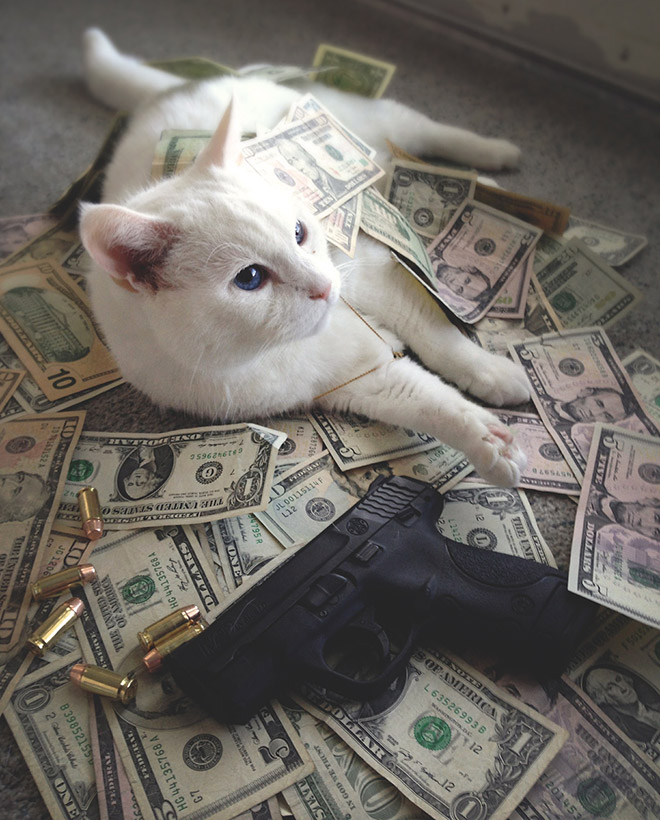 Gangster Cats (21 pics) Gangster Cats (21 pics)
