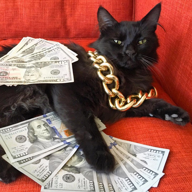 Gangster Cats (21 pics) Gangster Cats (21 pics)