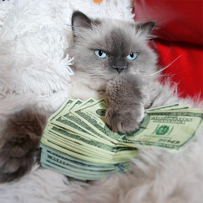 Gangster Cats (21 pics) Gangster Cats (21 pics)