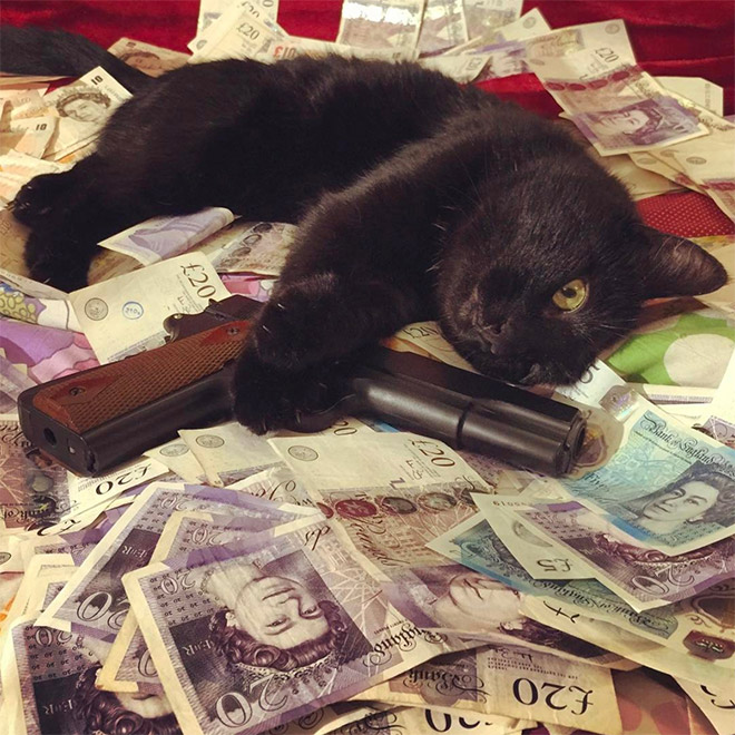 Gangster Cats (21 pics) Gangster Cats (21 pics)