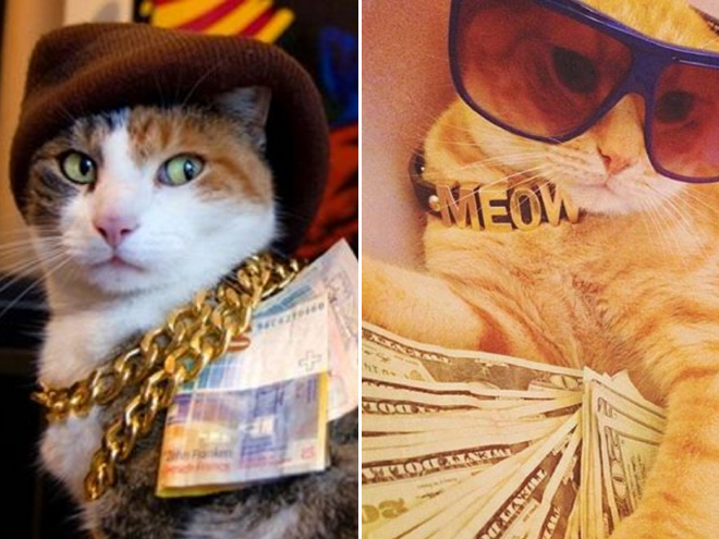 Gangster Cats (21 pics) Gangster Cats (21 pics)