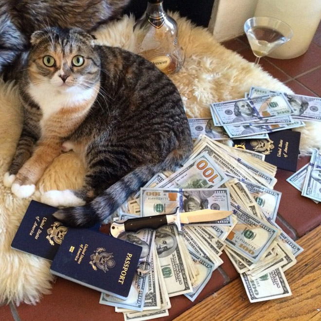 Gangster Cats (21 pics) Gangster Cats (21 pics)