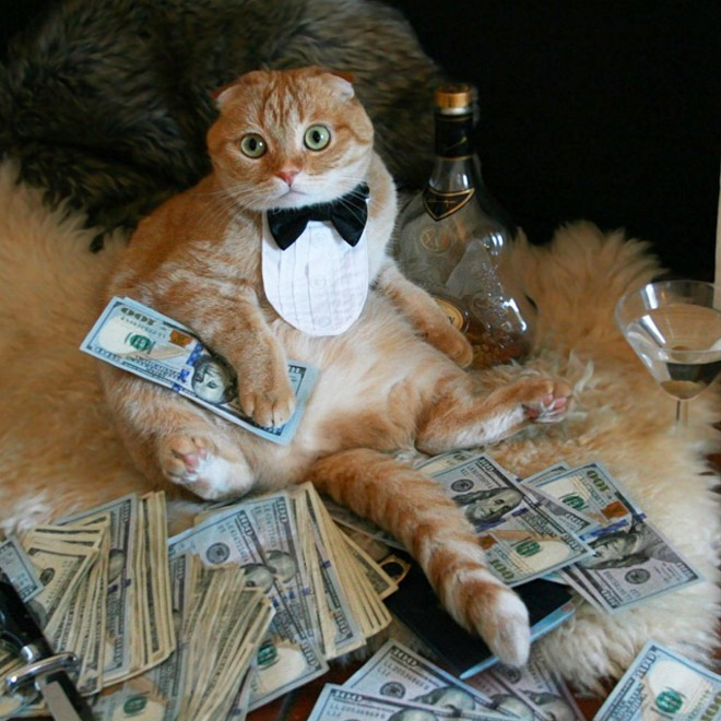 Gangster Cats (21 pics) Gangster Cats (21 pics)