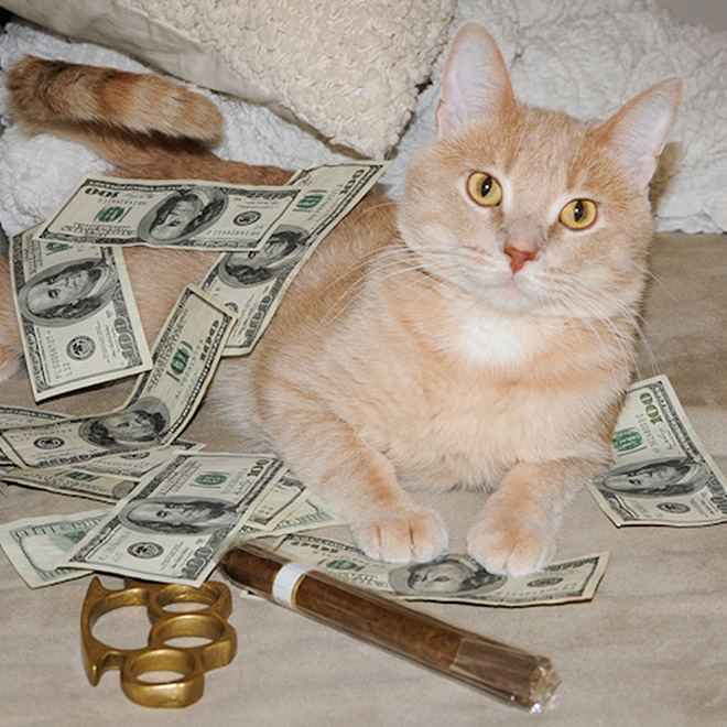 Gangster Cats (21 pics) Gangster Cats (21 pics)
