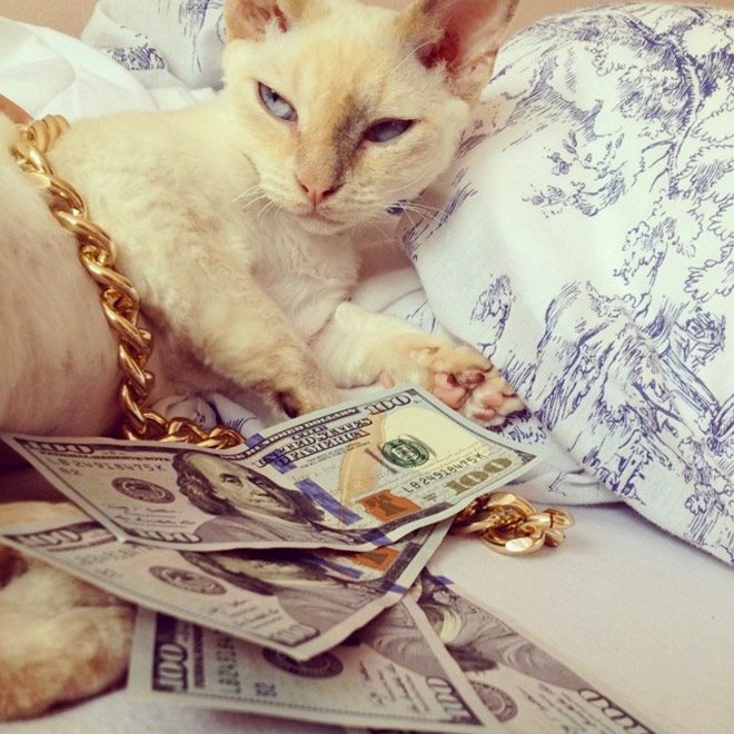 Gangster Cats (21 pics) Gangster Cats (21 pics)